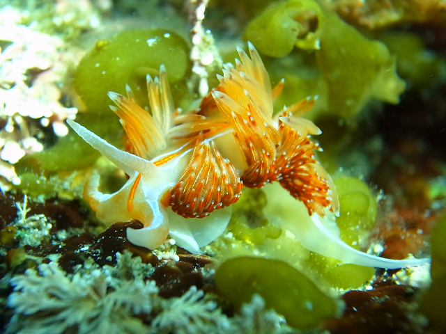 ��l�C�̃E�~�E�V����������ώ@�ł��܂��I_�_�C�r���O �V���m�[�P�����O �J�V�}�J���R�[