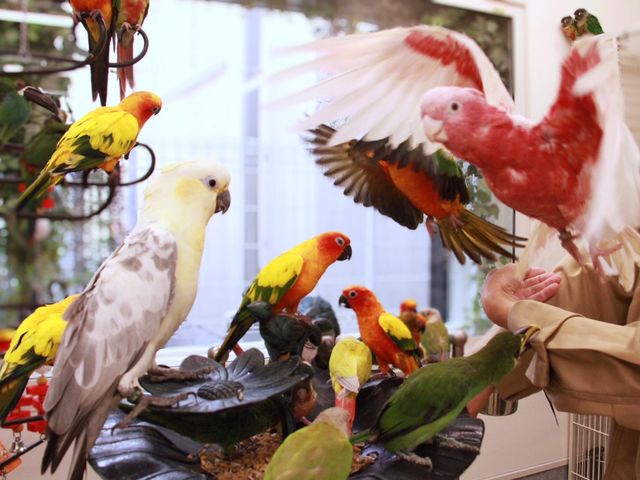 ������������R��_���̂���J�t�F��ʖؓX