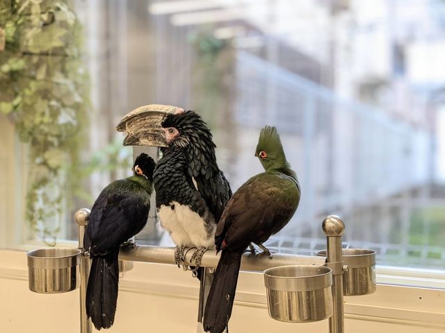 ���E���̒�����ɏo��܂��I_���̂���J�t�F��ʖؓX