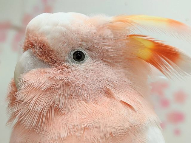 ���E�������������ɏo���I_���̂���J�t�F��ʖؓX