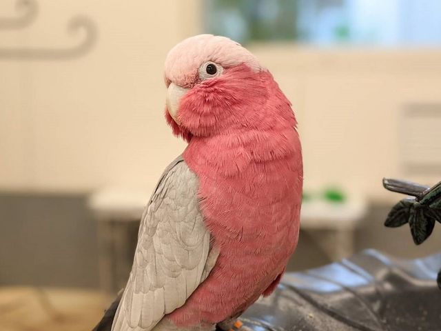 ���̂���J�t�F��ʖؓX