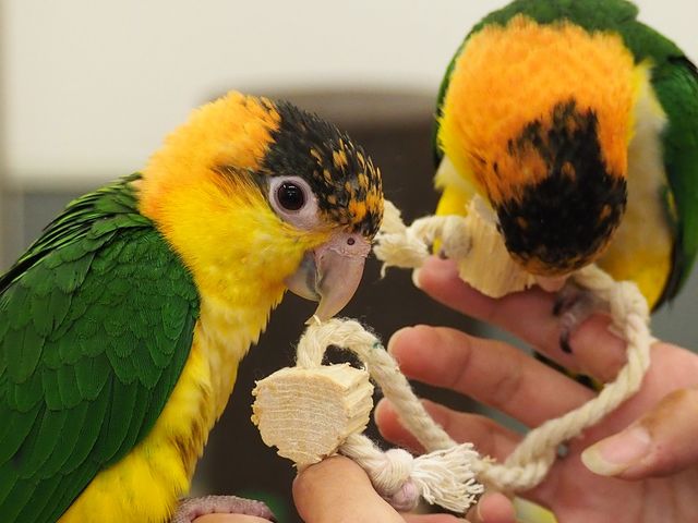 �����Ղ�V�ׂ܂���_���̂���J�t�F��ʖؓX