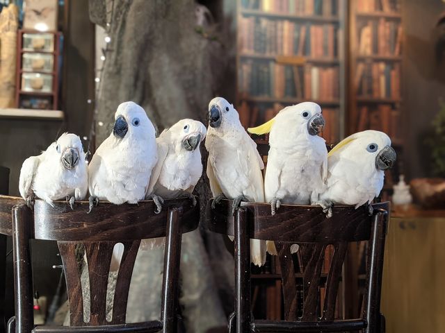 ������ׂ���Ȏq�������낢��_���̂���J�t�F��ʖؓX