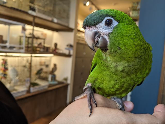 �ƂĂ��l�������������񂪂�������‼_���̂���J�t�F��ʖؓX