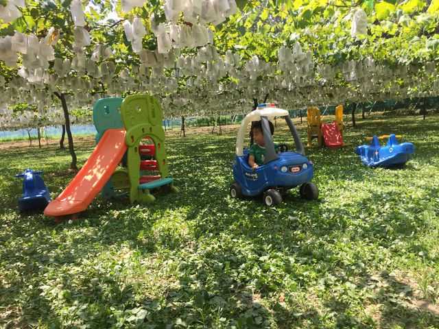 �c���p�V�������܂��I_�K�ʉ�