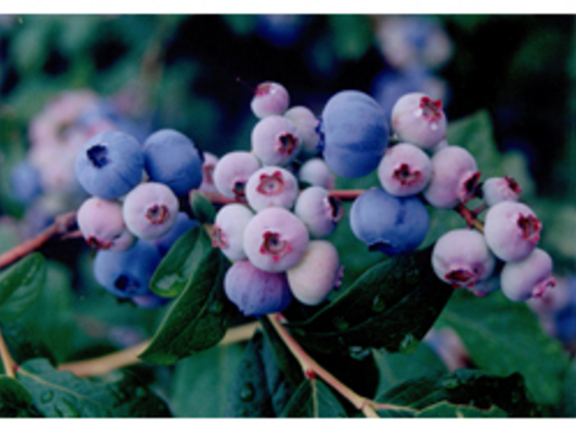 �u���[�x���[�E�ݎ��̌�_�K�ʉ�