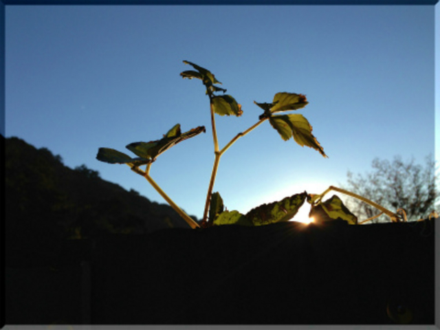 �q�J���ƐA����
���X�y�N�g���鎞���_MotherTree�ӂ��[���