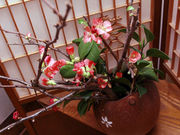 LȉԂ̂ĂȂ@{ق̎ʐ^2