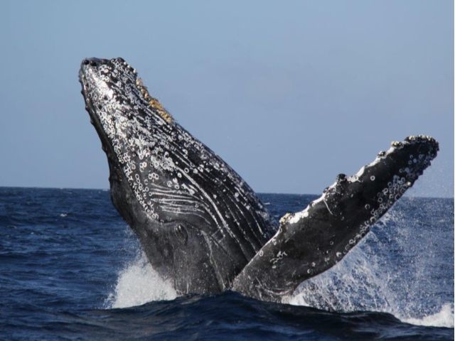 �}�����V���b�v �}�[���C�h