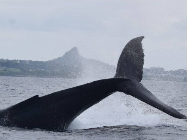 �}�����V���b�v �}�[���C�h