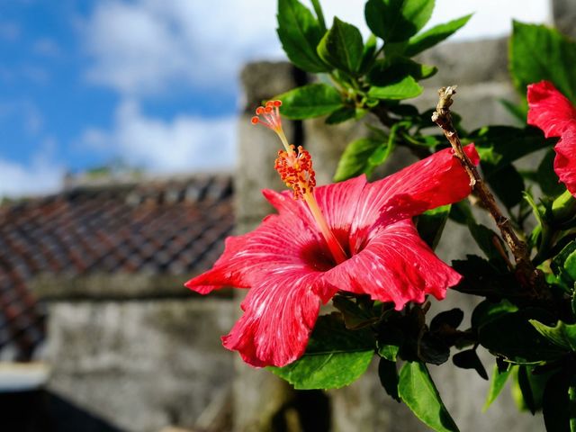 �}�����V���b�v �}�[���C�h