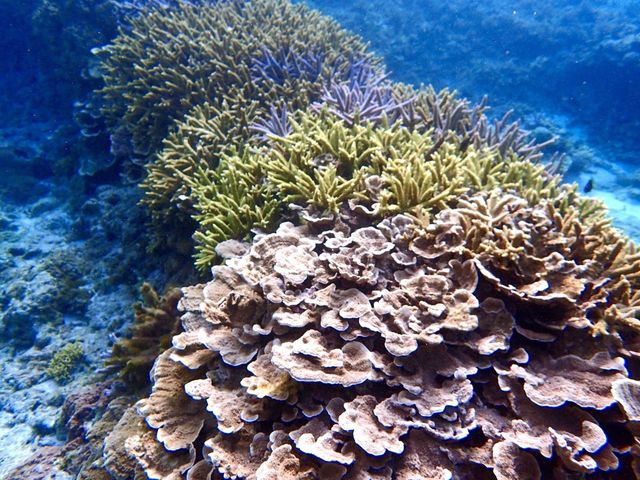 �P���}�g���x��