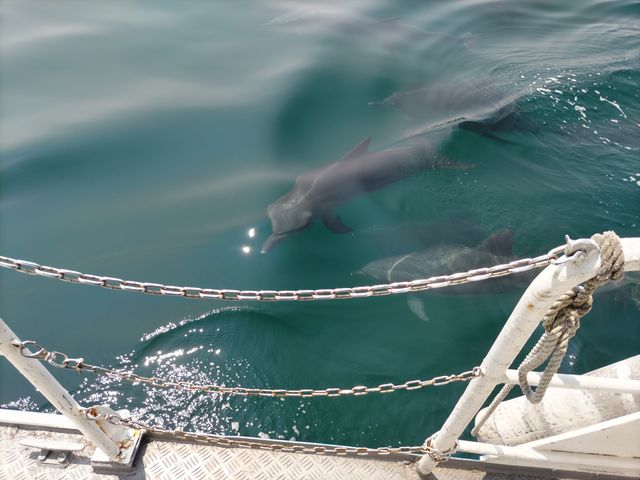 �C���J�E�H�b�`���O ���V�Êό��D