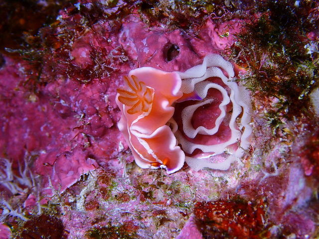 MAR PROMOTION �}�[���v�����[�V����