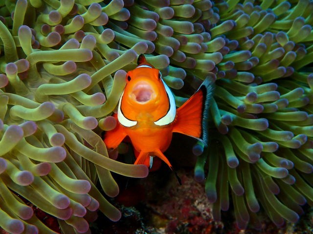 MAR PROMOTION �}�[���v�����[�V����