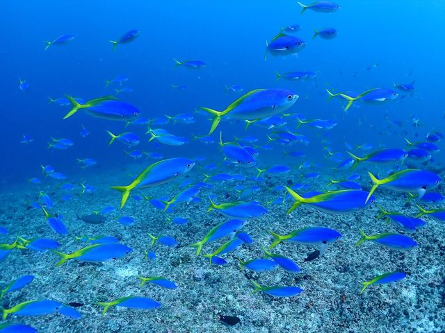 MAR PROMOTION �}�[���v�����[�V����