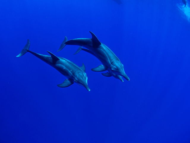 MAR PROMOTION �}�[���v�����[�V����