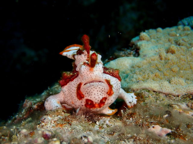 MAR PROMOTION �}�[���v�����[�V����