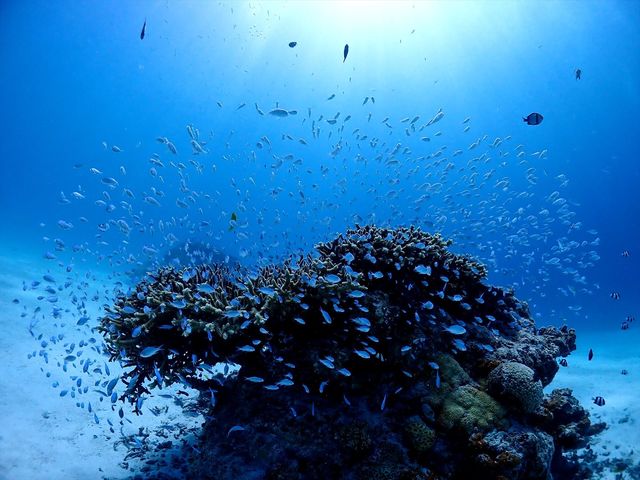 MAR PROMOTION �}�[���v�����[�V����