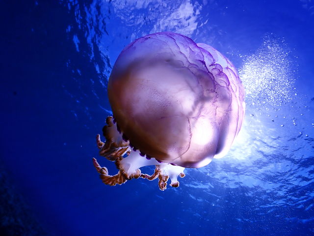 MAR PROMOTION �}�[���v�����[�V����