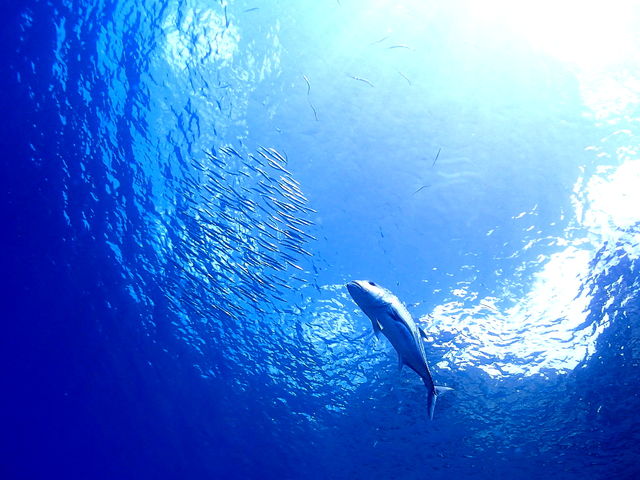 MAR PROMOTION �}�[���v�����[�V����