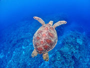 ����}�����N���u�A���̎ʐ^1