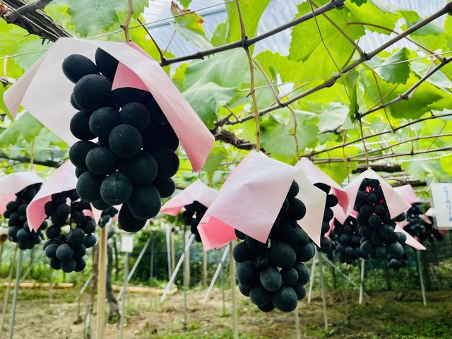 �y�j���[�x���[A�z
�x���[A�̎�����������̂�������B�H�ה�ׂł���̂��Ԃǂ����̖��͂ł��B
(�{���قȂ邽�߁A�����ɂ��H�ׂ���i�킪�ς��܂��B)_�[���̋u�ό��_��(�����s�ό��Ԃǂ��Z���^�[�����x��)