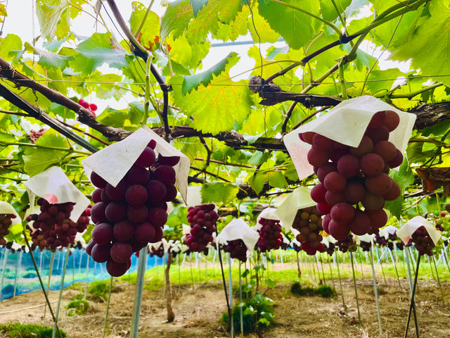 �y�g�x�m�z
�v�킸�W���[�X�I�H�Ǝv���قǉʏ`�������Ղ�B
(�{���قȂ邽�߁A�����ɂ��H�ׂ���i�킪�ς��܂��B)_�[���̋u�ό��_��(�����s�ό��Ԃǂ��Z���^�[�����x��)