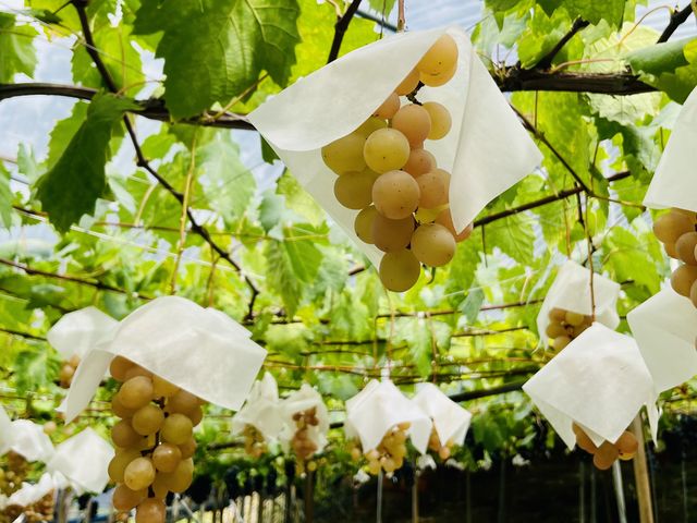 �y�b�B�O�ځz
���Ƃ��Ƃ͂ƂĂ������i��ł����A�H�ׂ₷���T�C�Y�̖[������肵�Ă��܂��B
(�{���قȂ邽�߁A�����ɂ��H�ׂ���i�킪�ς��܂��B)_�[���̋u�ό��_��(�����s�ό��Ԃǂ��Z���^�[�����x��)