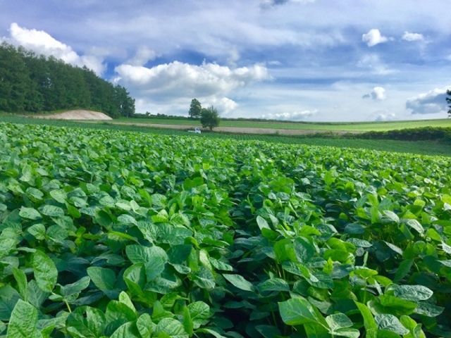 Ɣ_̑哤u̖͂ƒmĂ炢vƁAFƂǂ̓gāAy_gn߂܂I_Ɣ_