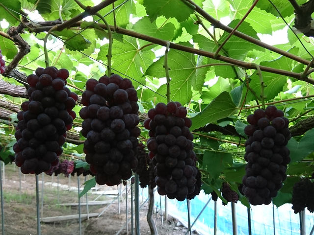 �Ԃǂ��̎��n�ԋ�(����)_���˂Ƃ������_��(�����s�ό��Ԃǂ��Z���^�[�����x��)