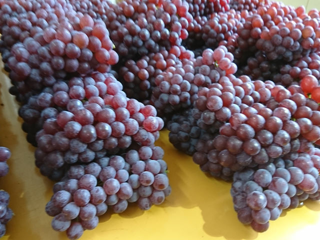 �Ԃǂ��̎��n(����)_���˂Ƃ������_��(�����s�ό��Ԃǂ��Z���^�[�����x��)