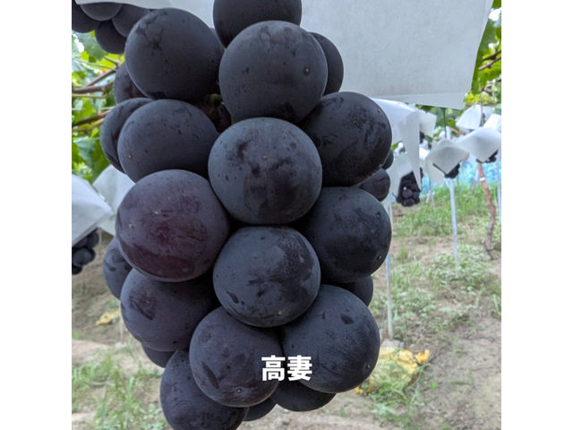 ���˂Ƃ������_��(�����s�ό��Ԃǂ��Z���^�[�����x��)