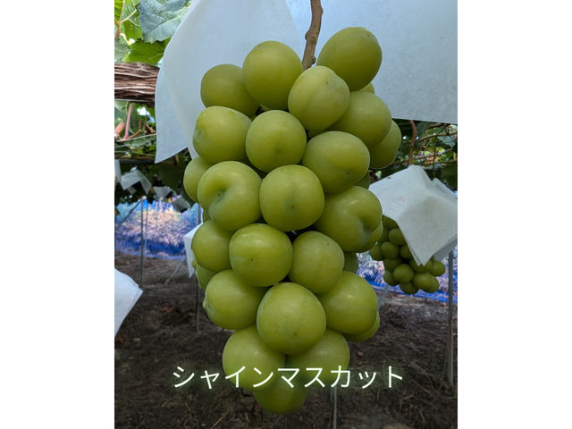 ���˂Ƃ������_��(�����s�ό��Ԃǂ��Z���^�[�����x��)