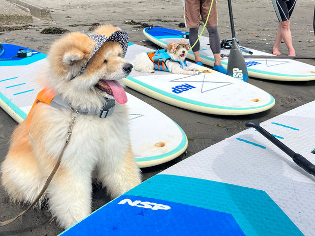 ������sup�̌�_GO4SURF