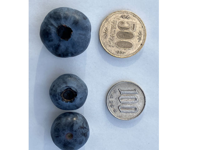 BlueBerry�͂�ȉ�