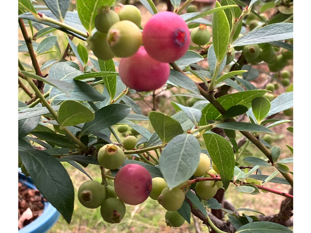 �s���N�����l�[�h_BlueBerry�͂�ȉ�