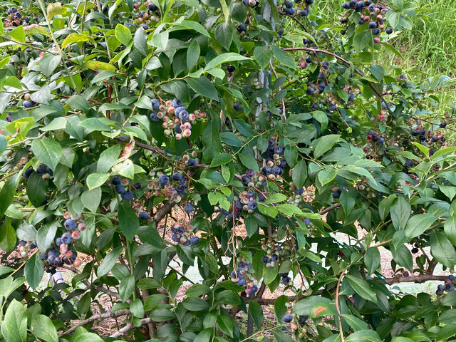 BlueBerry�͂�ȉ�