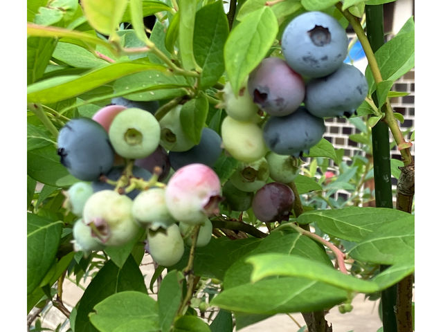 �e�B�t�u���[_BlueBerry�͂�ȉ�