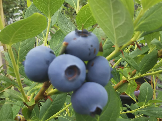 �u���[�x���[�n�[�g�@�m��