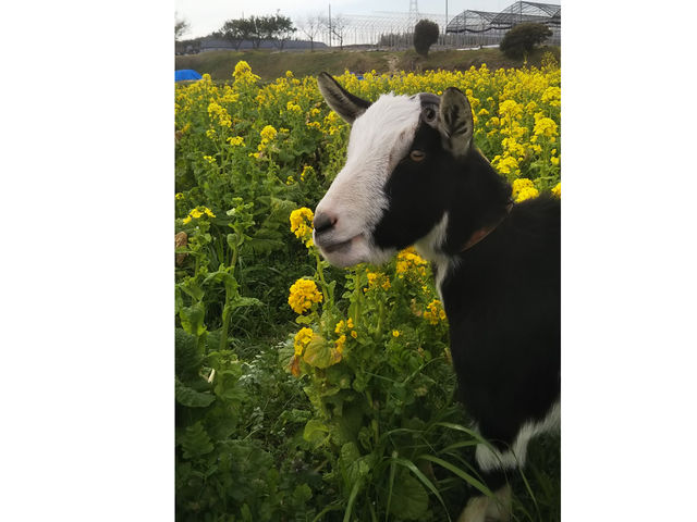 �u���[�x���[�n�[�g�@�m��