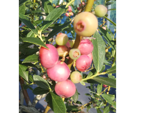 �u���[�x���[�n�[�g�@�m��