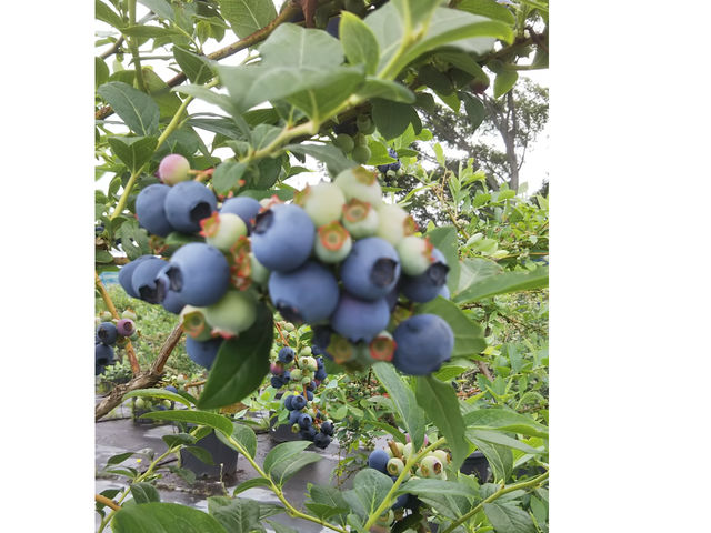 �u���[�x���[�n�[�g�@�m��