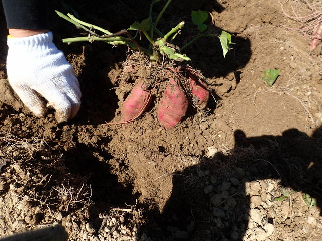 �傫�ȃT�c�}�C���������Ă���_�����JUN�����_��