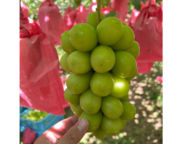 �V���C���}�X�J�b�g_�n�Ӕ_��