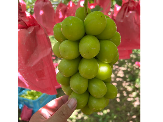 �V���C���}�X�J�b�g_�n�Ӕ_��