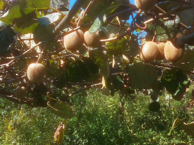 ���܁[�Ƃ炢�Ӕ_���@KITSUKI�@