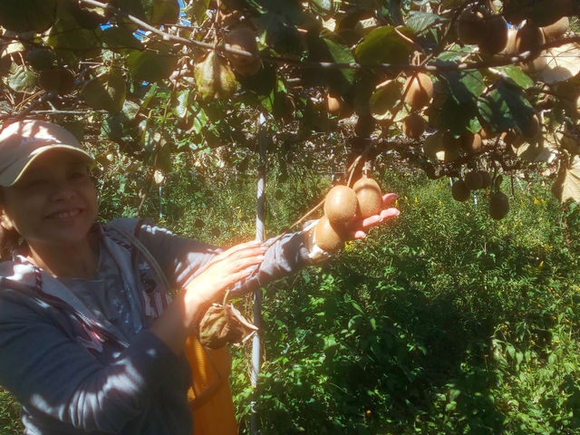 ���܁[�Ƃ炢�Ӕ_���@KITSUKI�@