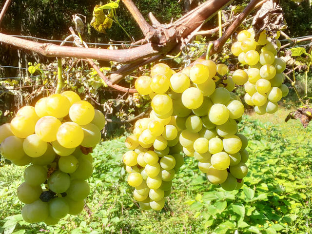 ���܁[�Ƃ炢�Ӕ_���@KITSUKI�@