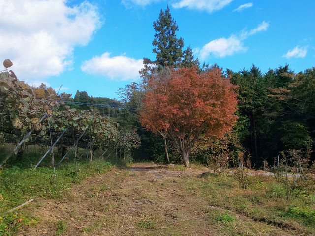 ���܁[�Ƃ炢�Ӕ_���@KITSUKI�@